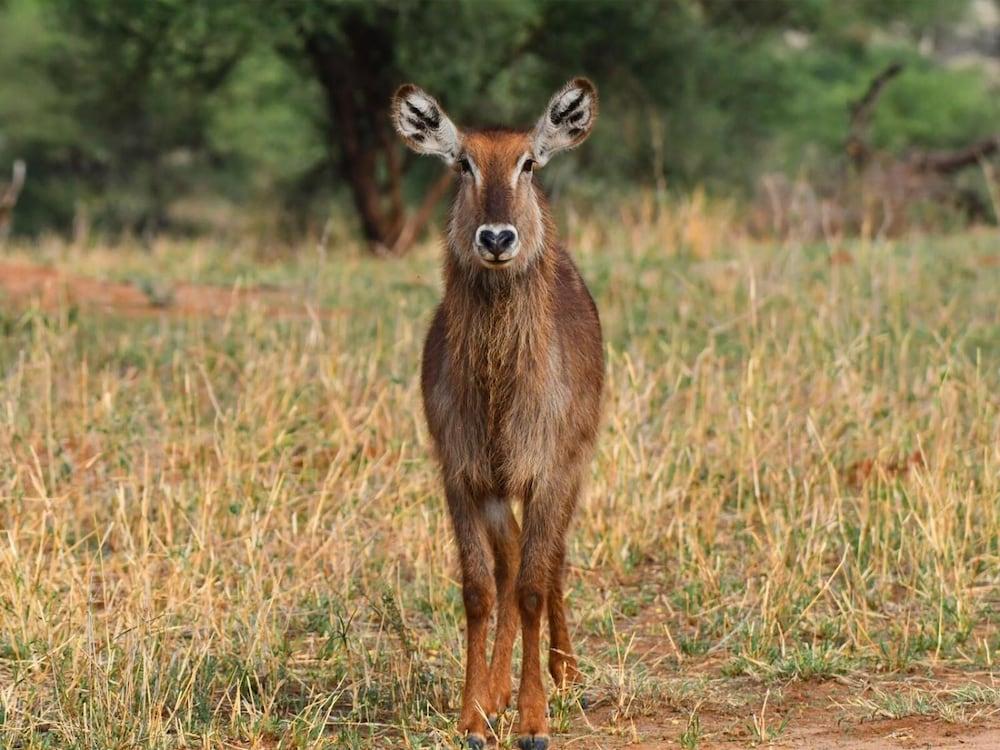 Serengeti Wildebeest Camp Hotel Buitenkant foto