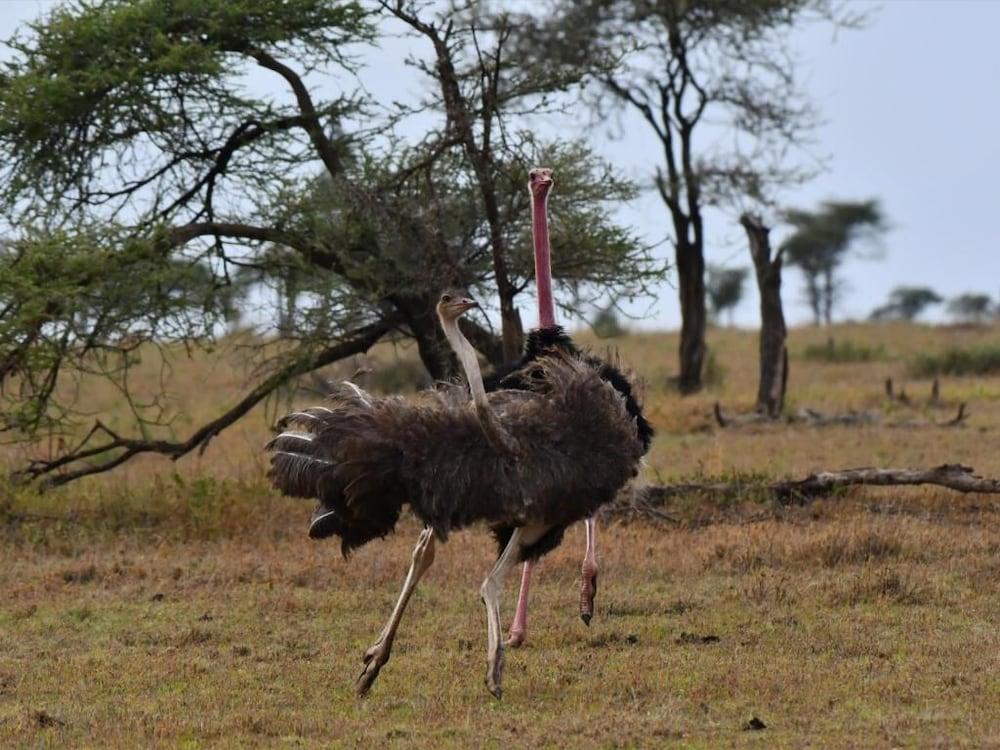 Serengeti Wildebeest Camp Hotel Buitenkant foto