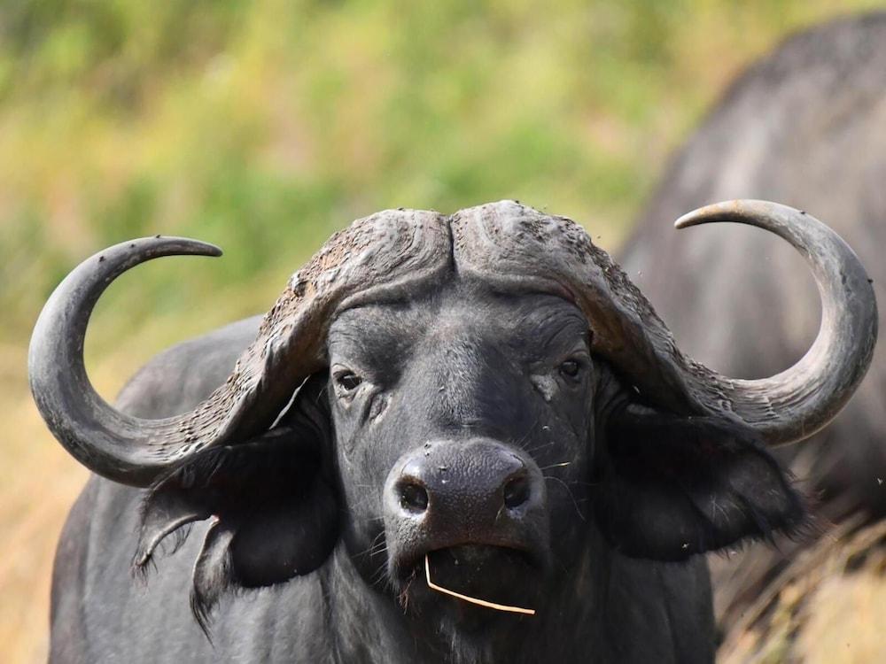 Serengeti Wildebeest Camp Hotel Buitenkant foto